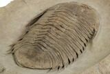 Rare Homalonotid (Iberocoryphe?) Trilobite - Agdez, Morocco #193668-5